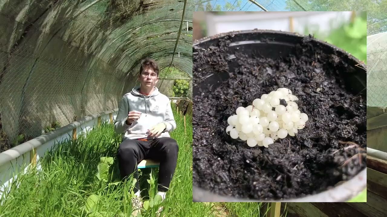 Comment créer un élevage d'escargot ?