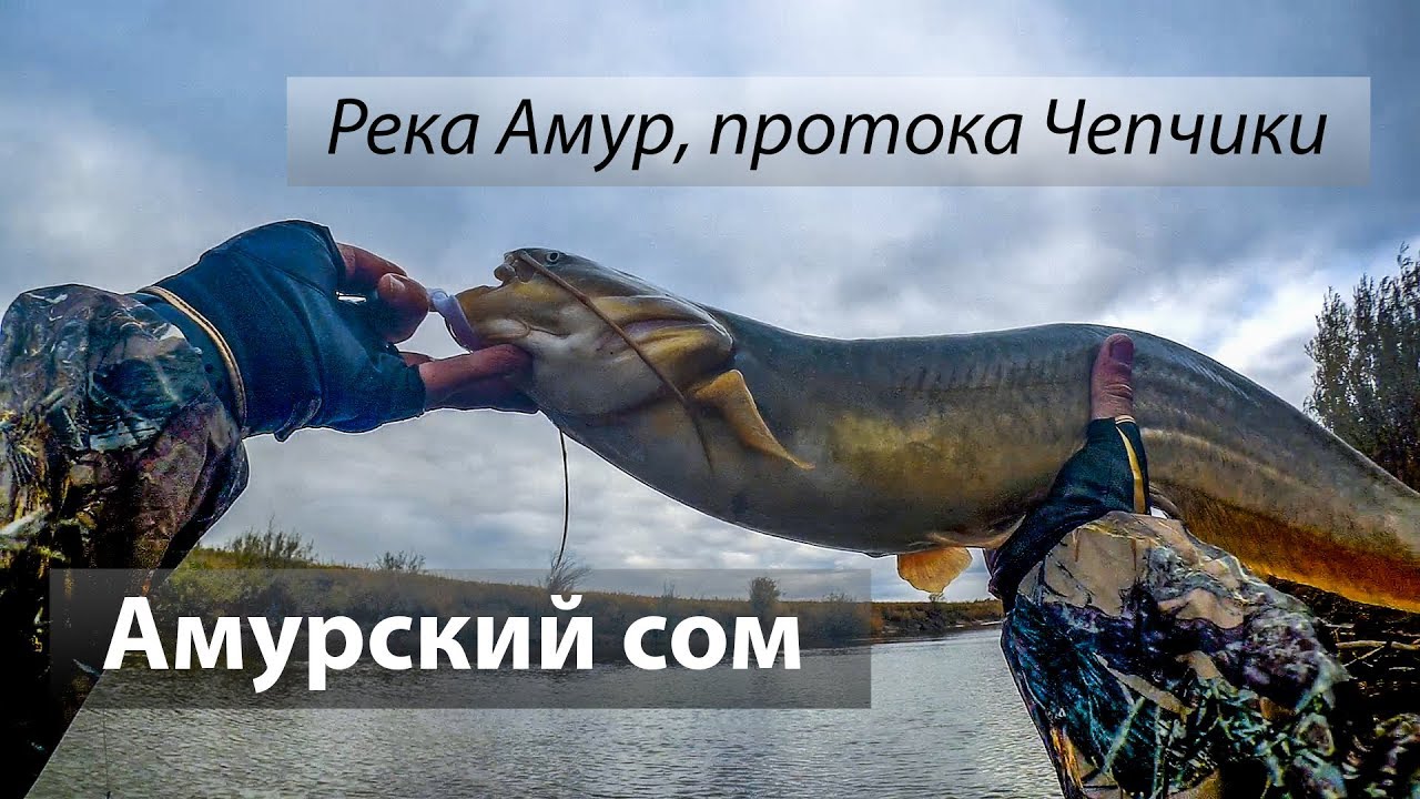 🇷🇺 Река Амур, протока Чепчики, Россия. Амурский сом на джиг. 2017/10