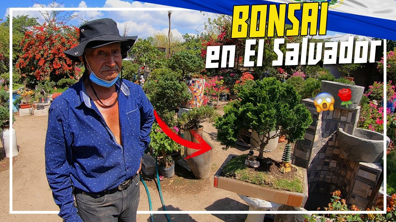 😱💲¿Cuánto cuesta un 🌳BONSAI en El Salvador?  *No podrás creerlo*
