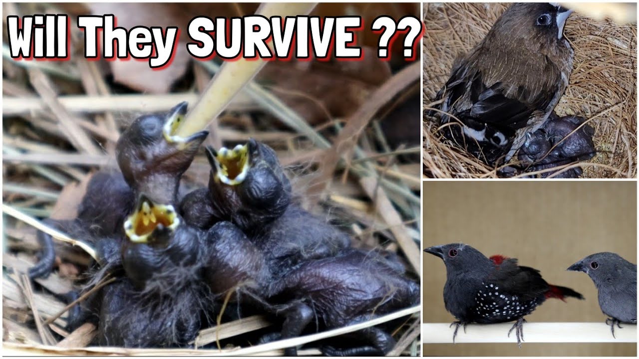 Fostering African Estrildidae Finches under Bengalese | Society Finches | Birds