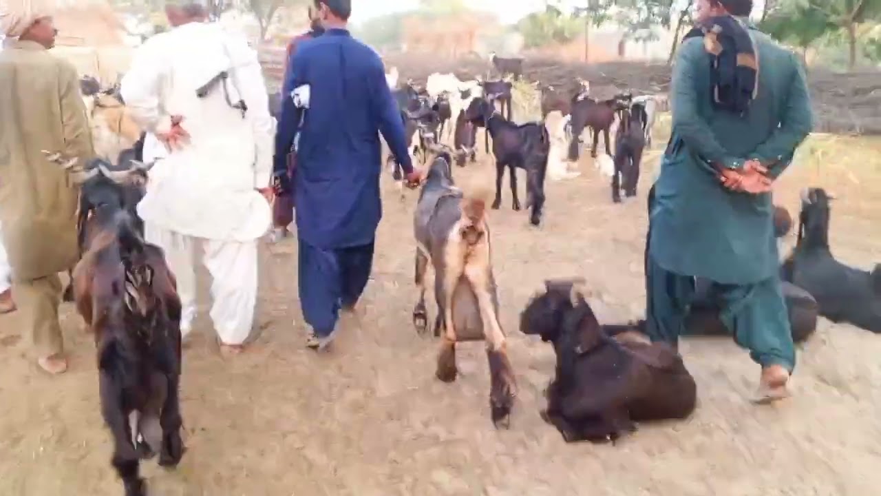 Dhood dene wali bakrian DDP Dera den pnah for sale hanjra DDp goat farm 
