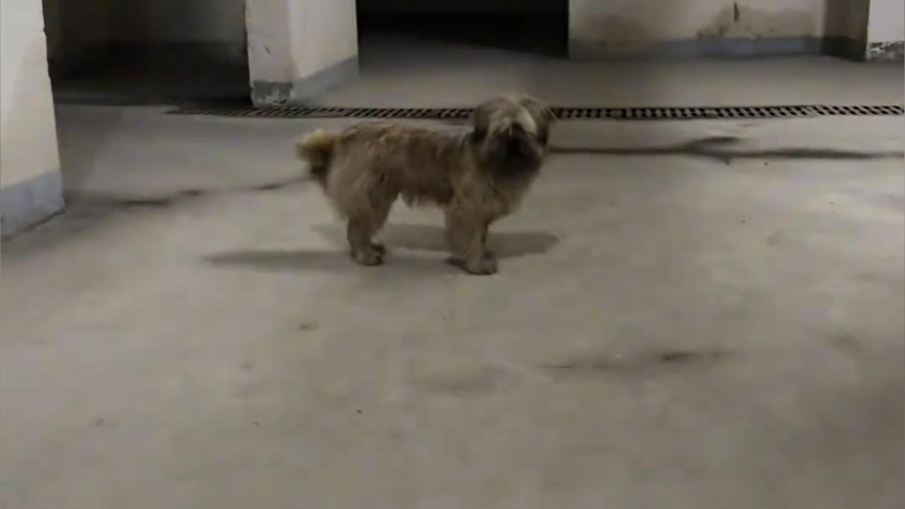 We Found a Stray Dog Who Was Afraid of Everyone