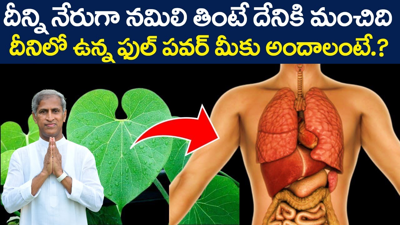 Many Benefits Of Giloy Juice | Thippa Theega Upayogalu | Dr Manthena Satyanarayana Raju Videos