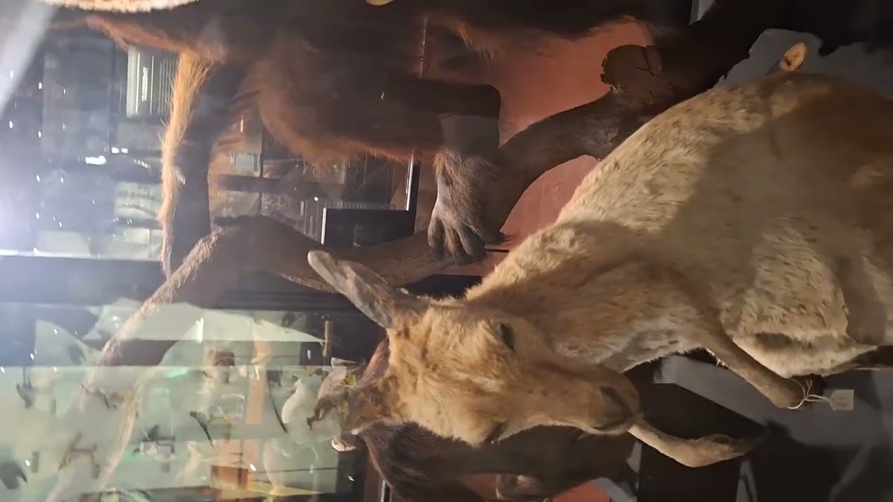 WHO CAN TELL ME NAME OF ANIMALS ?