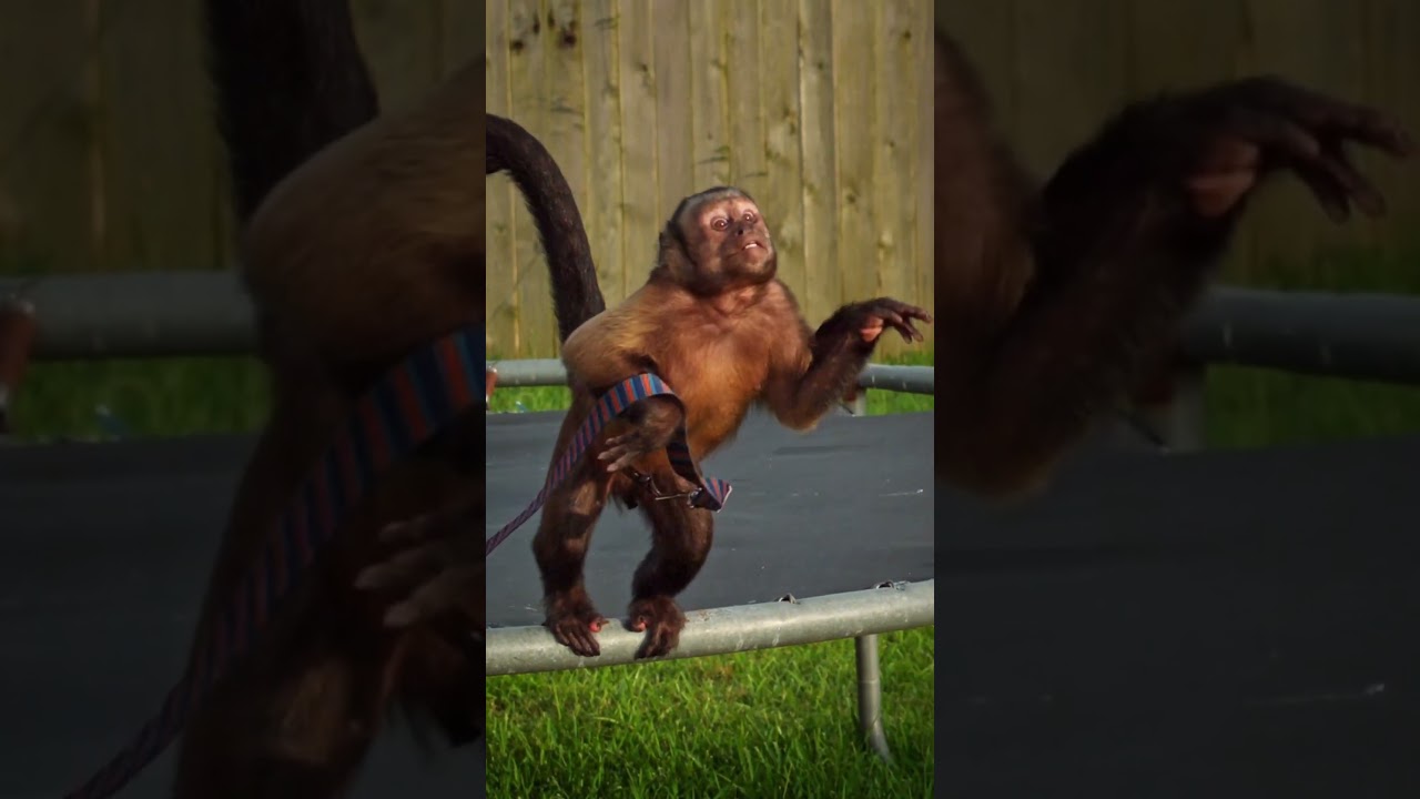 Monkey Boo Leaping Through the Air in Slow Motion!