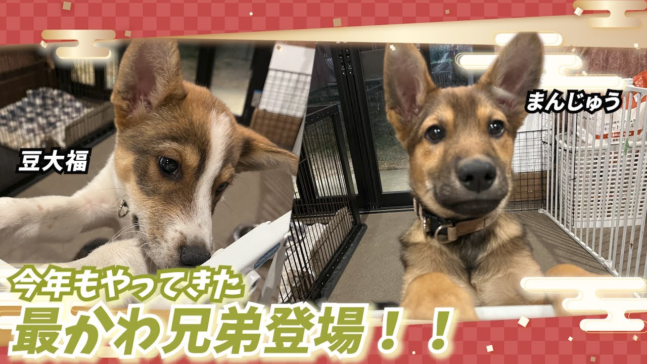 【初登場】新年もやってきた最かわ兄弟 まんじゅうと豆大福