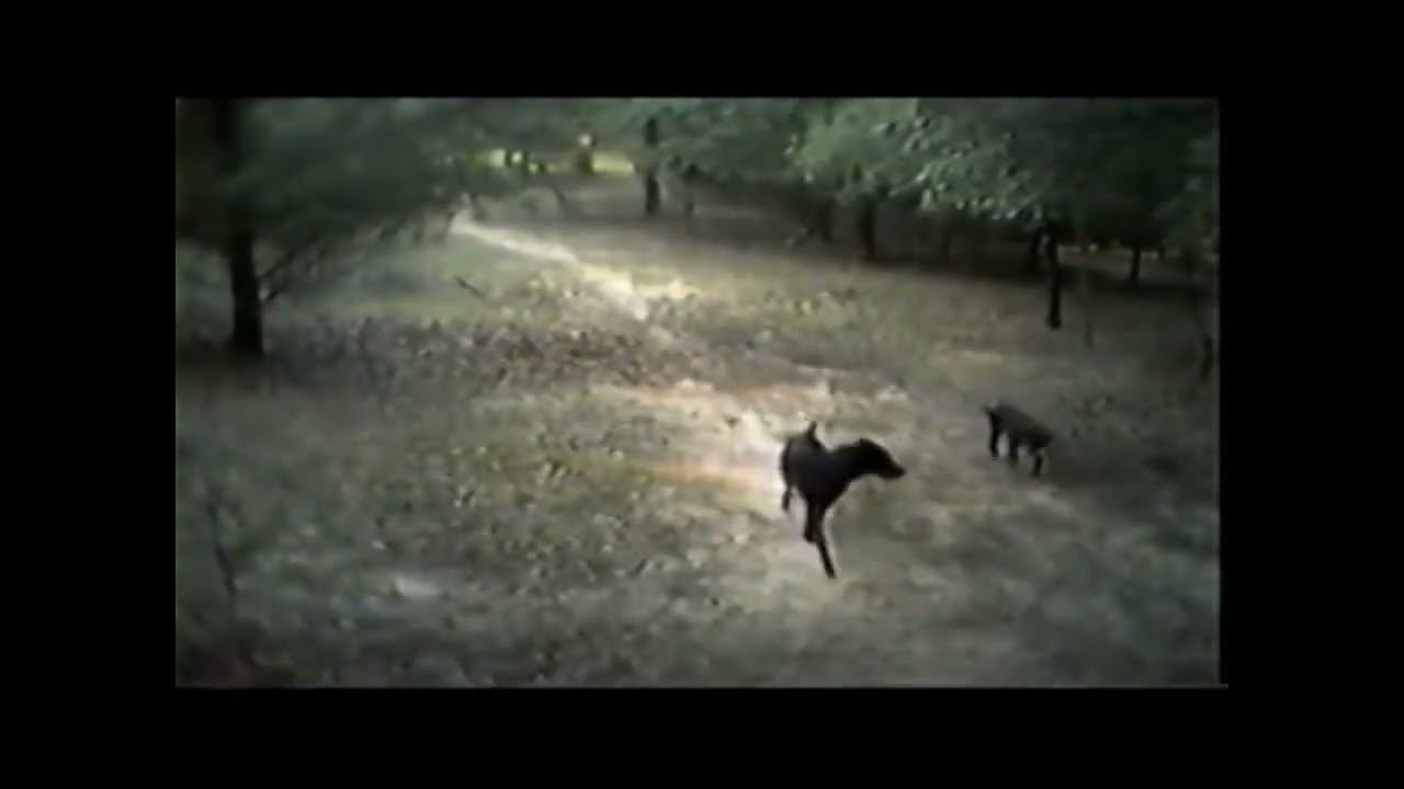 Dogs CRAZY reaction to Bigfoot Sasquatch Screams (Video by MK Davis) BIGFOOT SASQUATCH
