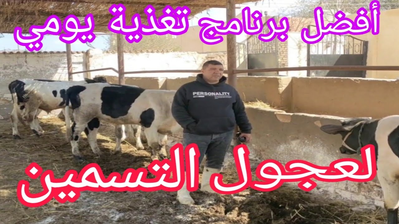أفضل برنامج يومي مبسط لتغذية عجول التسمين..كم كيلو علف وكم كيلو تبن و كم ك.  دريس  مع.د.السيد الطوخي