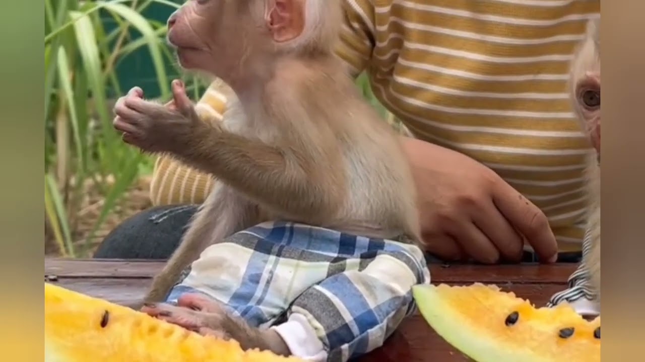 wow Donald stand demanding watermelon first#cat #duet #monkeysr #cute 