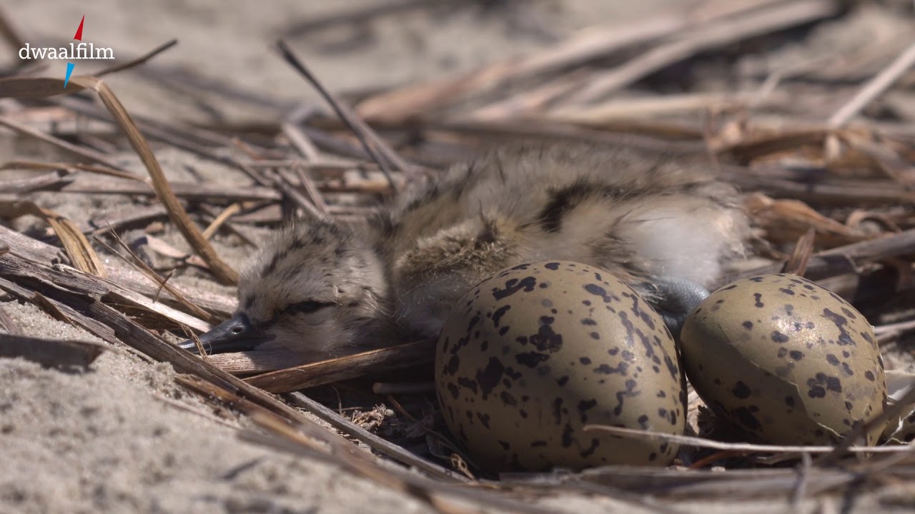 trailer vogels op de Wadden