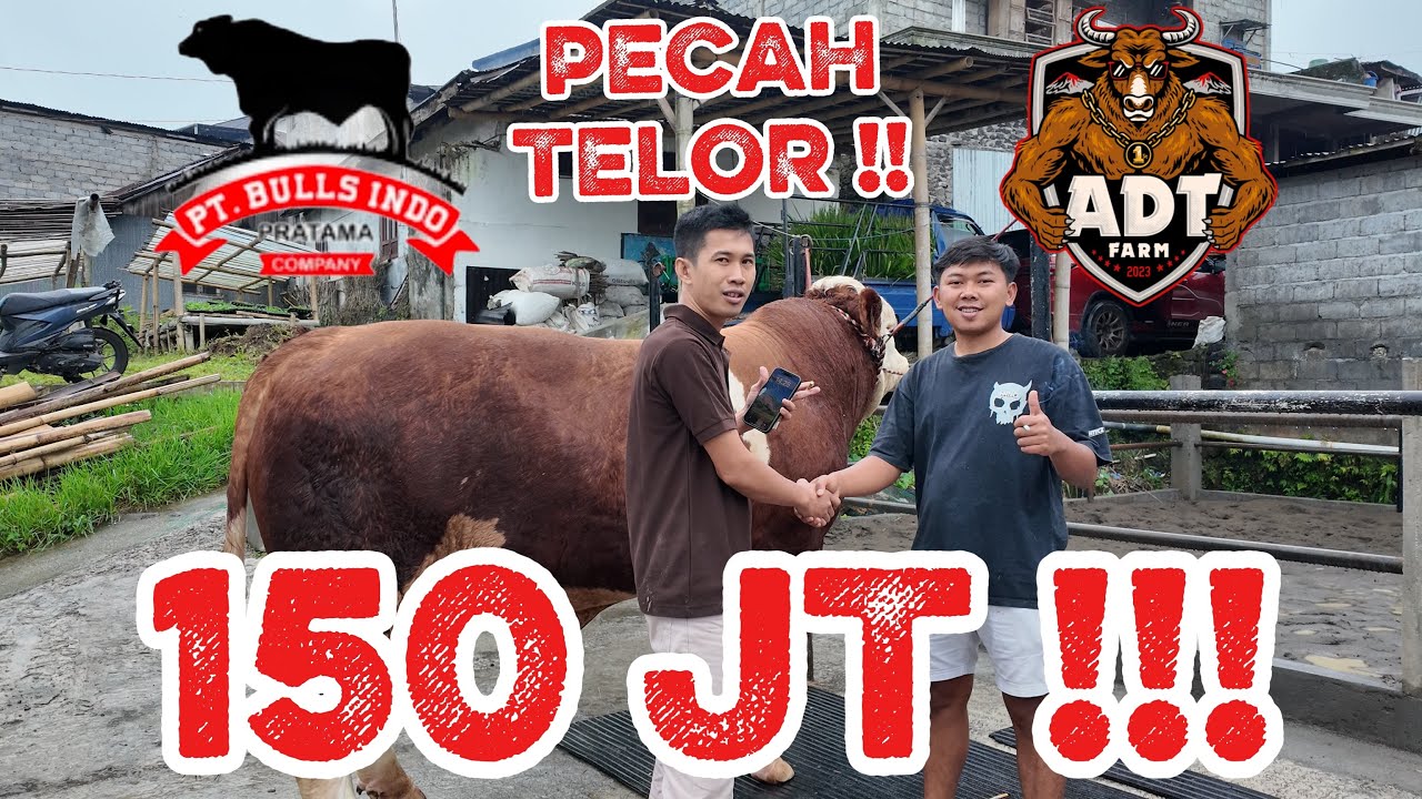 150JT!! TRUMP AMUNISI KONTES USIA 18 BULAN NON POEL  || MENUJU PT.BULL INDO PRATAMA (BIP FARM) ‼️