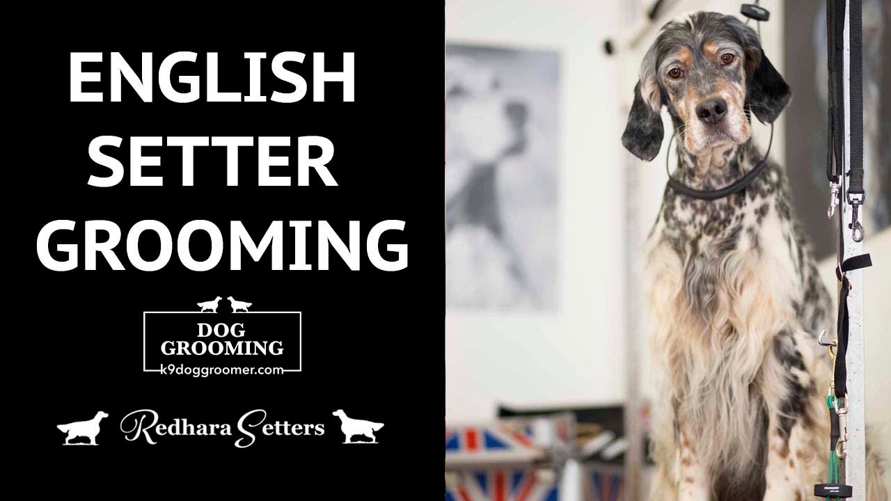 English Setter Grooming - Gertie. K9 Dog Groomers UK, Andis dog clippers, Roseline thinning scissors