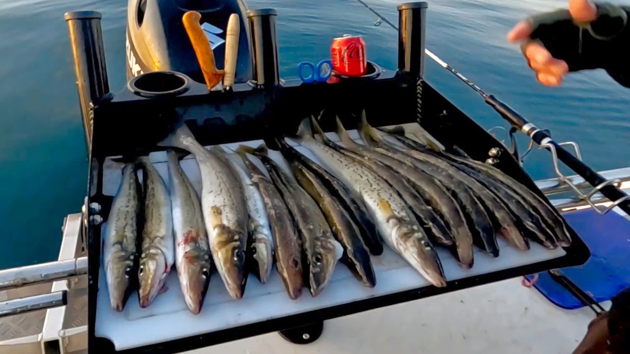 Chasing King George Whiting in Port Phillip Bay