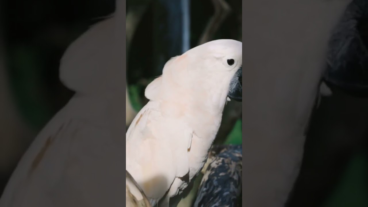 Training Exotic Pets: Techniques and Challenges