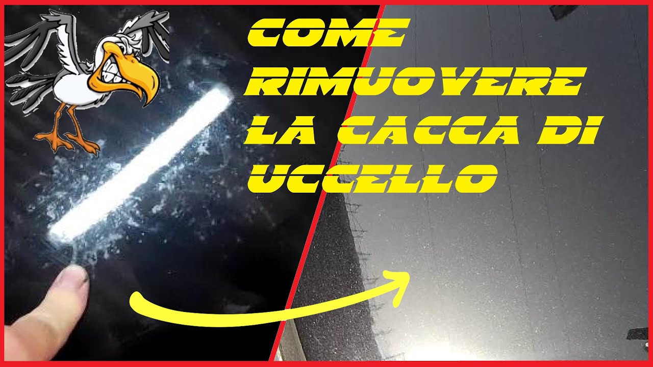 come eliminare le macchie di pupù di uccello dalla vernice