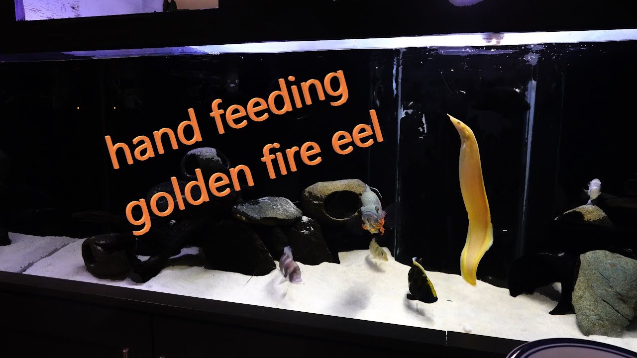 golden fire eel hand feeding