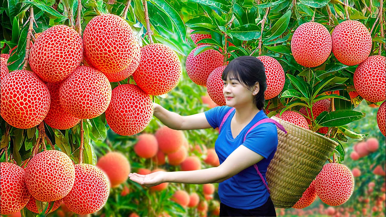 Ly Trieu Ca: Harvesting sweet giant tropical orange fruit - How to make traditional street food