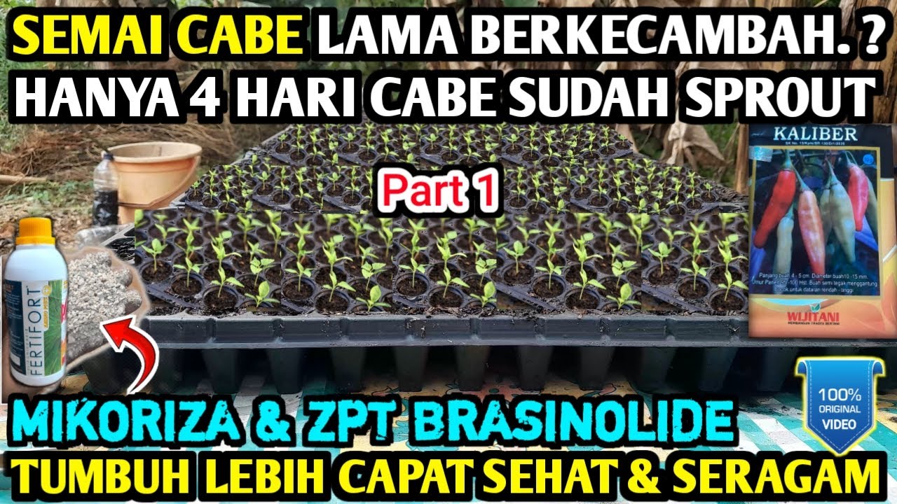 🔴 cara semai cabe memakai tray semai cepat tumbuh #semaicabe #asamamino #infopertaniancabe