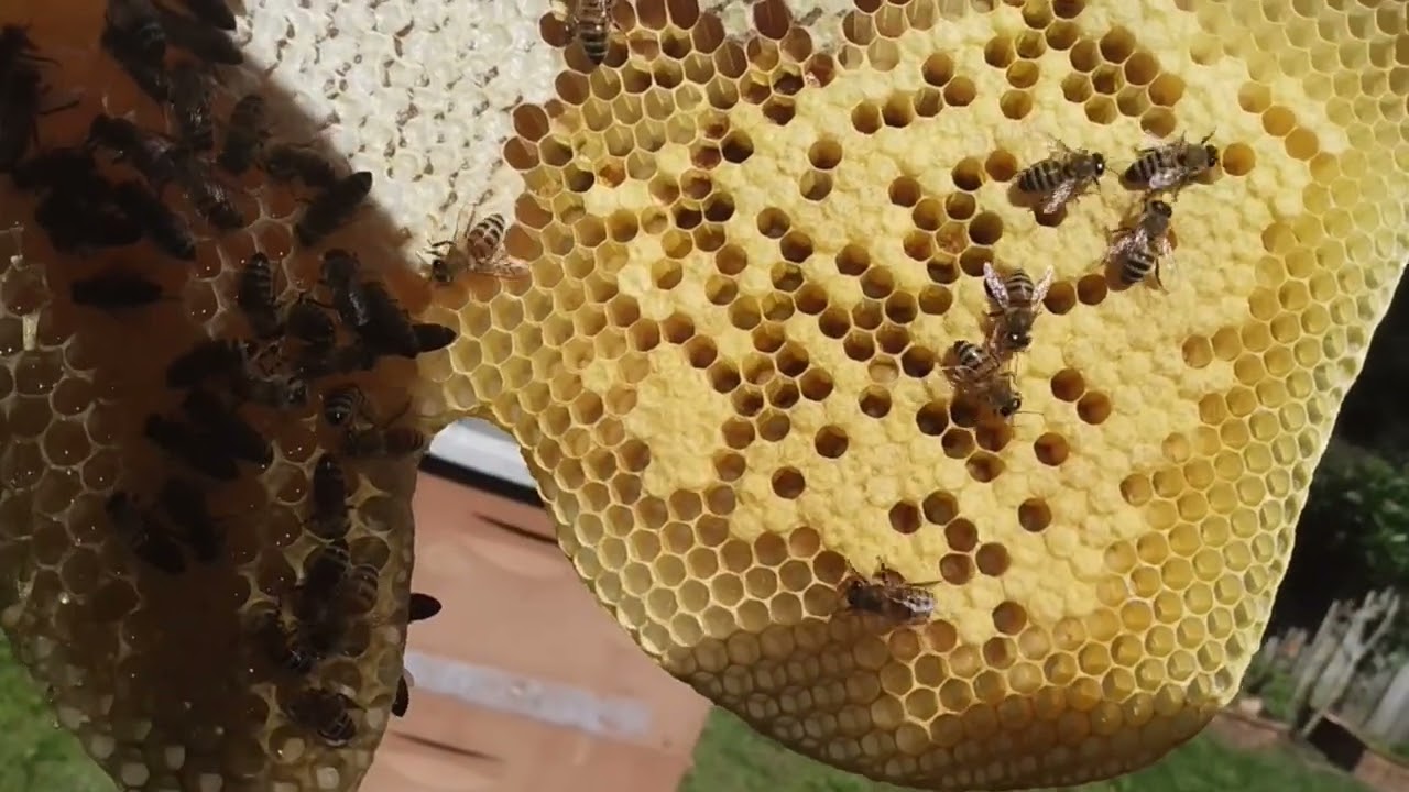 Merging two weak honeybee colonies