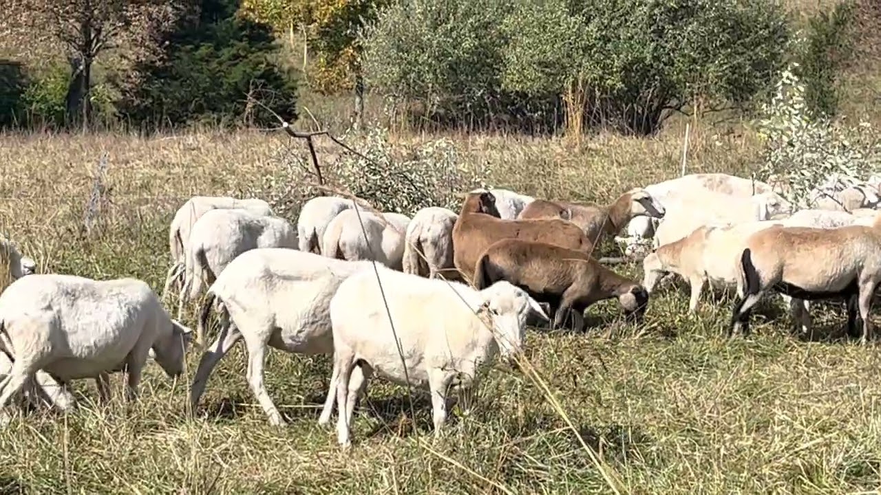 Feeding invasive autumn olive trees to our sheep flock in middle of drought!