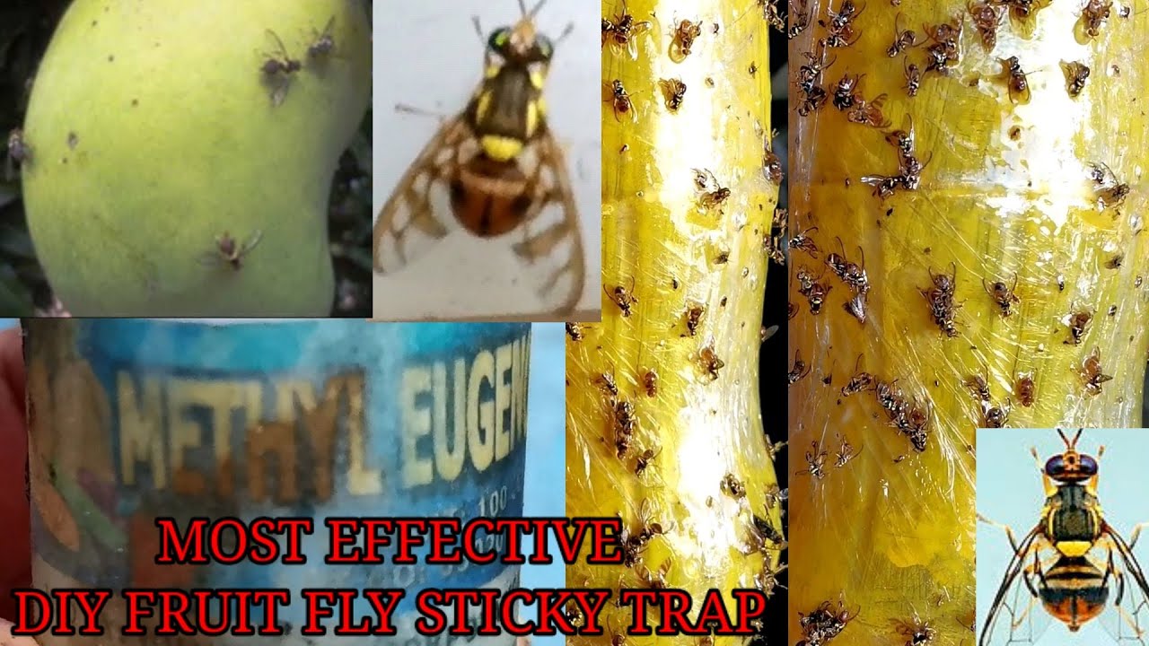HOW TO MAKE STICKY TRAPS / FLY TRAP TO GET RID OF FLIES AND FRUIT FLY/#Fruitfly #METHYLEUGENOL