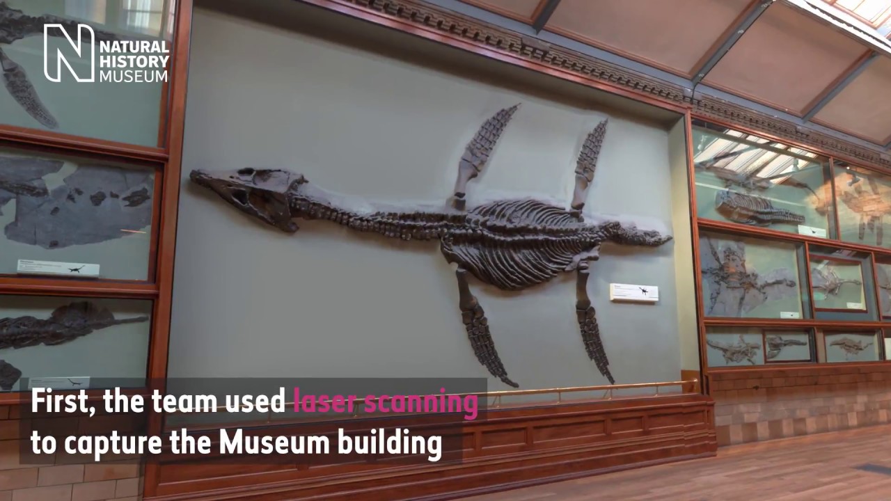 Rhomaleosaurus: Creating a virtual reality sea dragon | Natural History Museum
