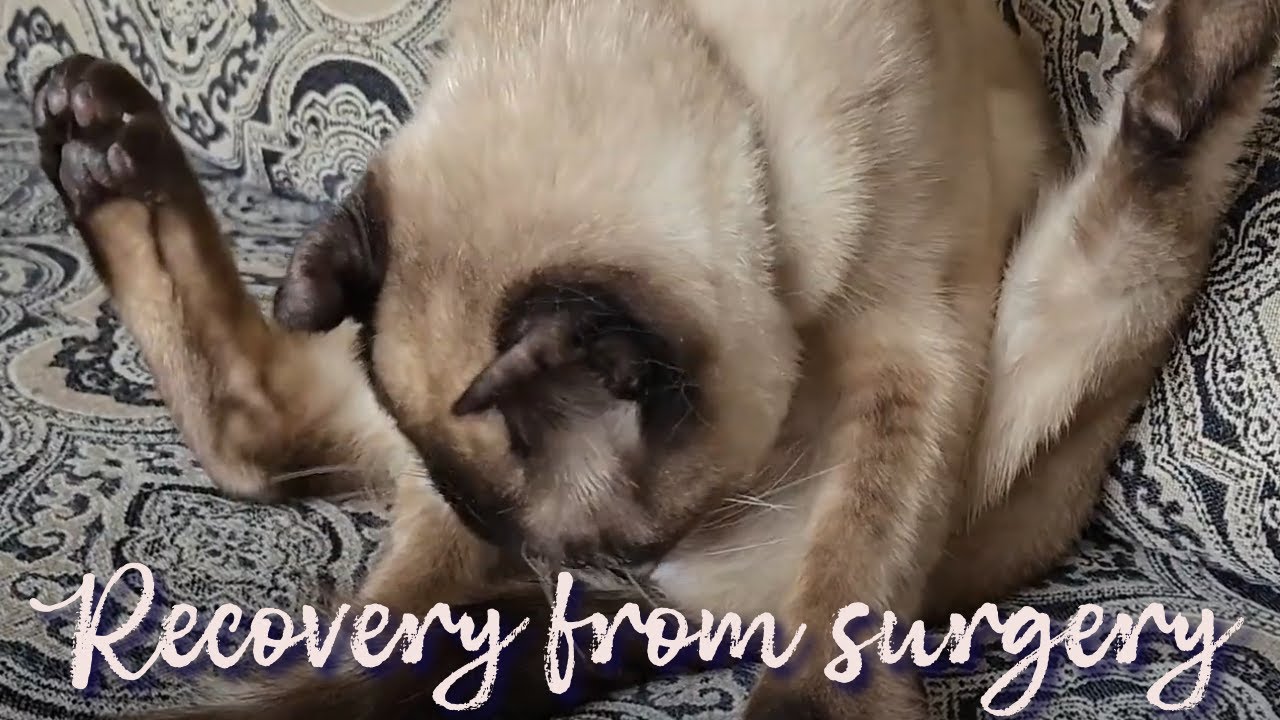 Cat has been neutered