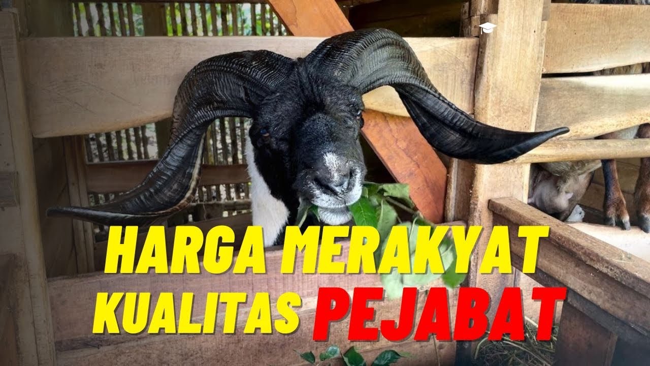 UPDATE HARGA DOMBA GARUT PDP KAWUNG NUNGGAL CIAMIS || TERDAPAT DOMBA GARUT JANTAN SUPER TANDUK MEWAH