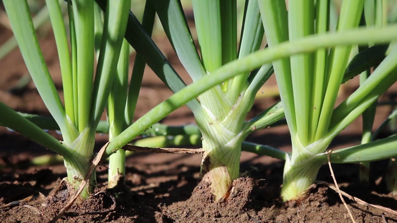 Variedade de cebola pro verão!
