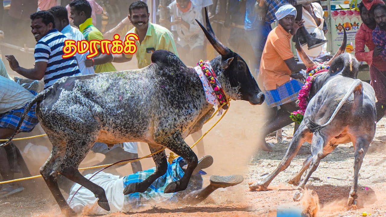 #தமராக்கி_மஞ்சுவிரட்டு