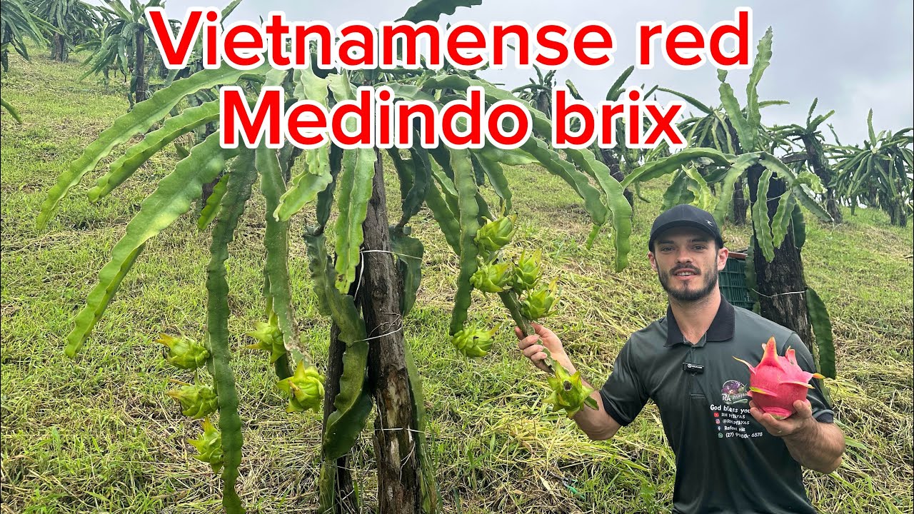 Vietnamense red produzindo , opinião sincera 