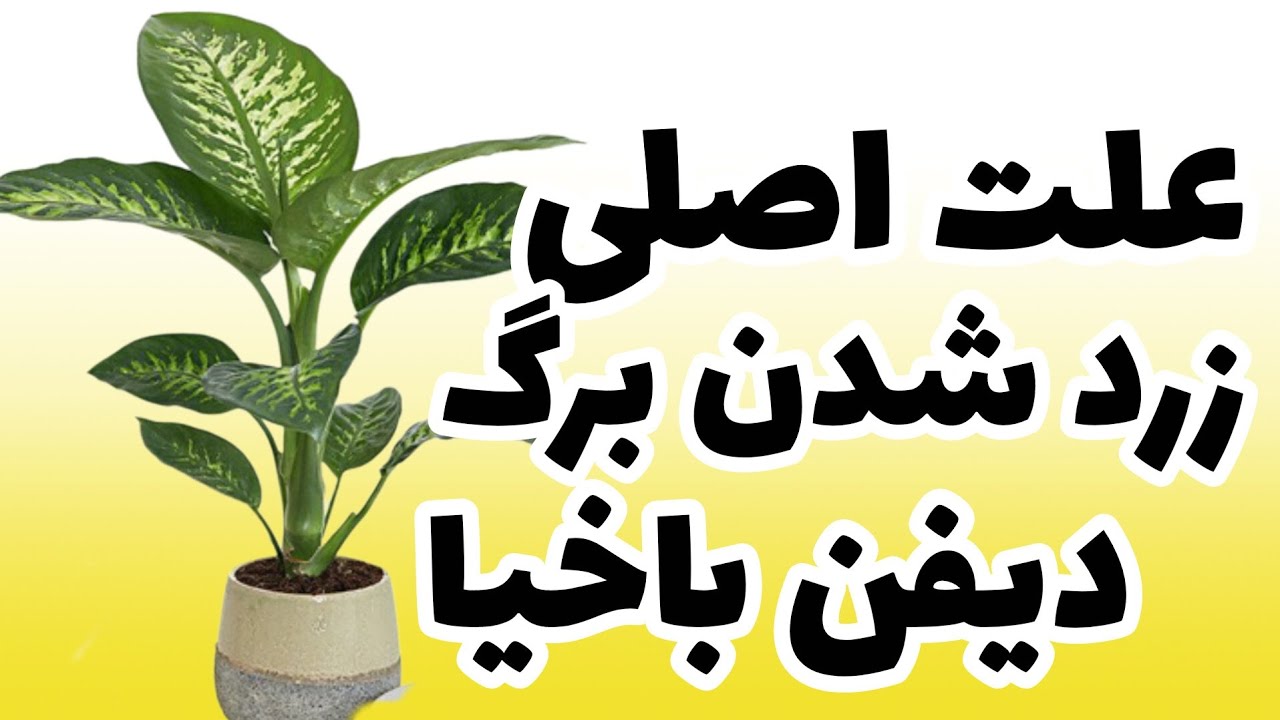 علت اصلی زرد شدن برگ دیفن باخیا