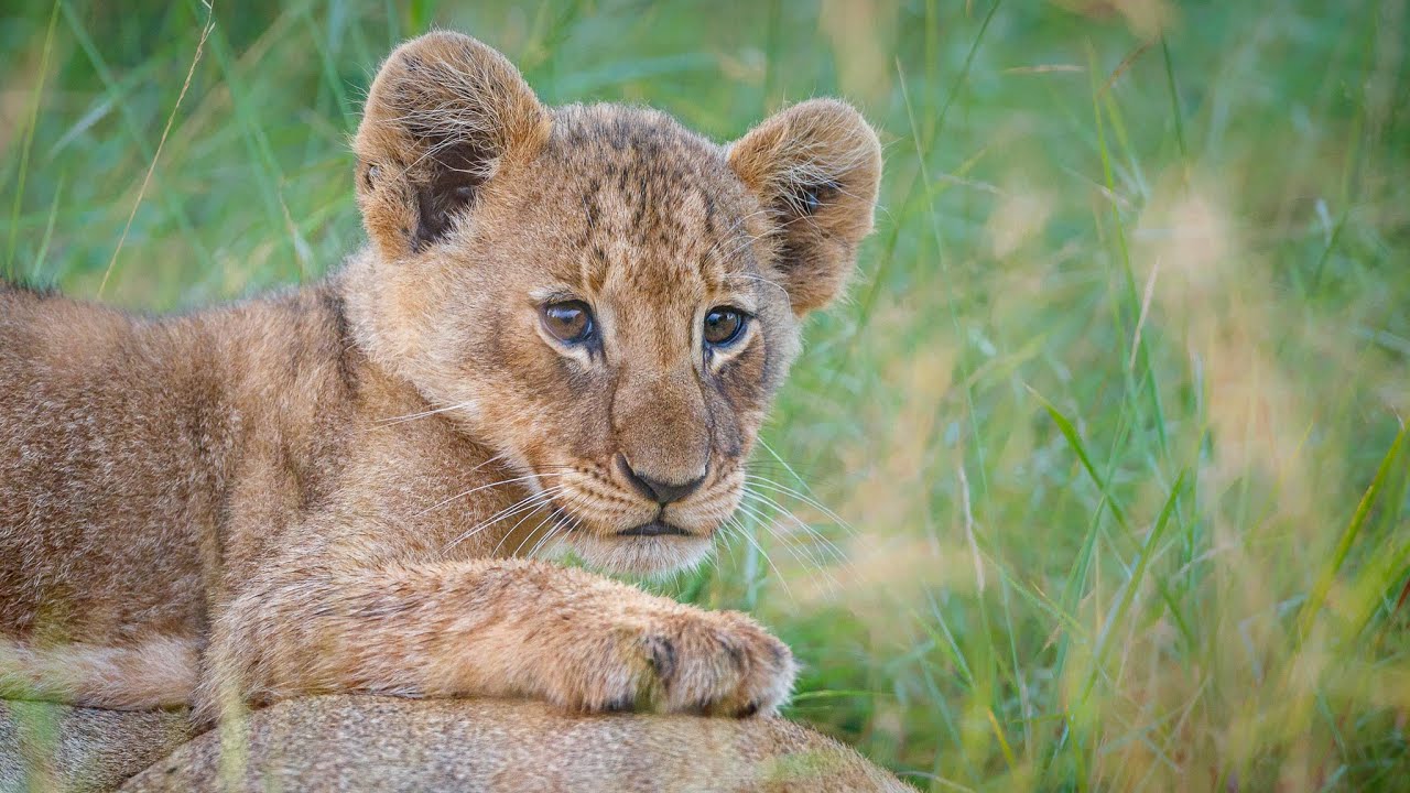 Sofa Safari Episode 70 - NEW LION CUB makes its SOFA SAFARI DEBUT