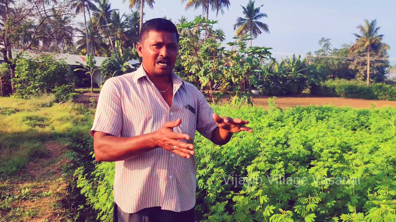 ஆடுகளுக்கு அதிக புரோட்டீன் சத்தை கொடுக்கும் வேலி மசால்