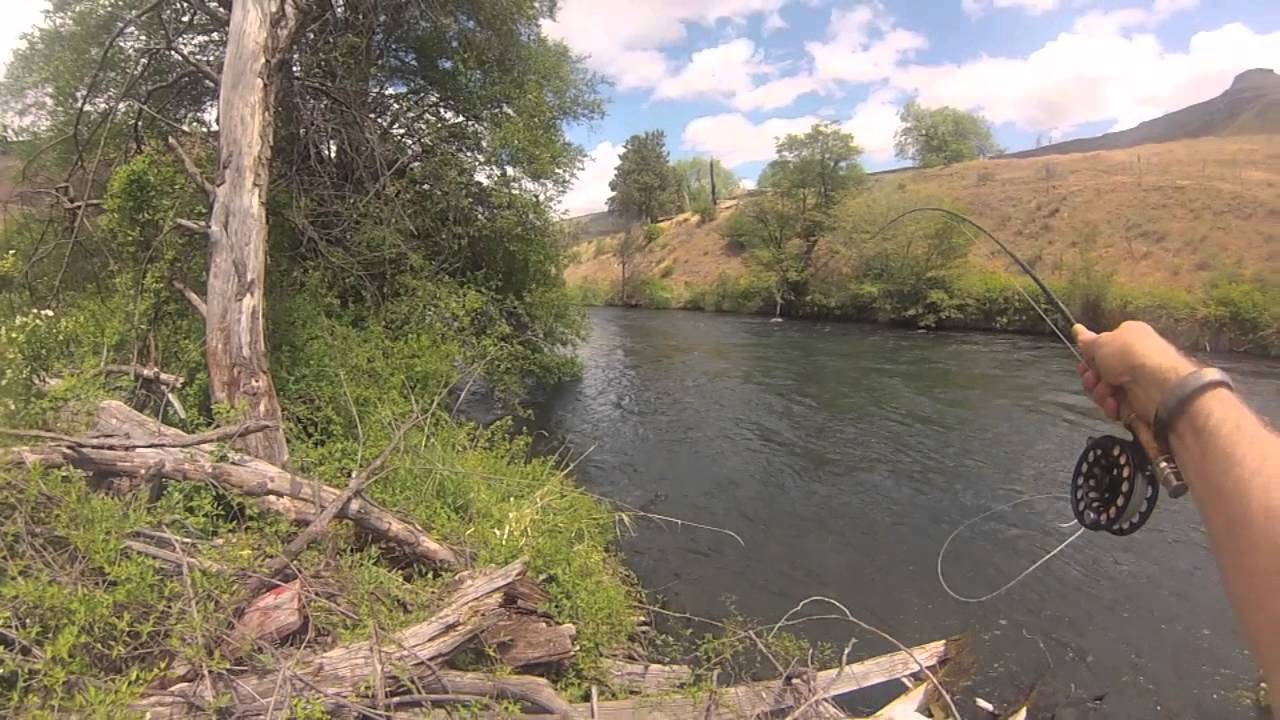 Salmon Fly Hatch Deschutes River OR 2013