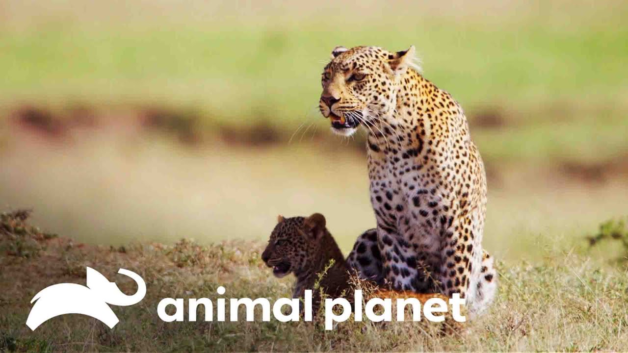 Leopardo e filhote enfrentam macacos babuínos | Os reis da selva | Animal Planet Brasil