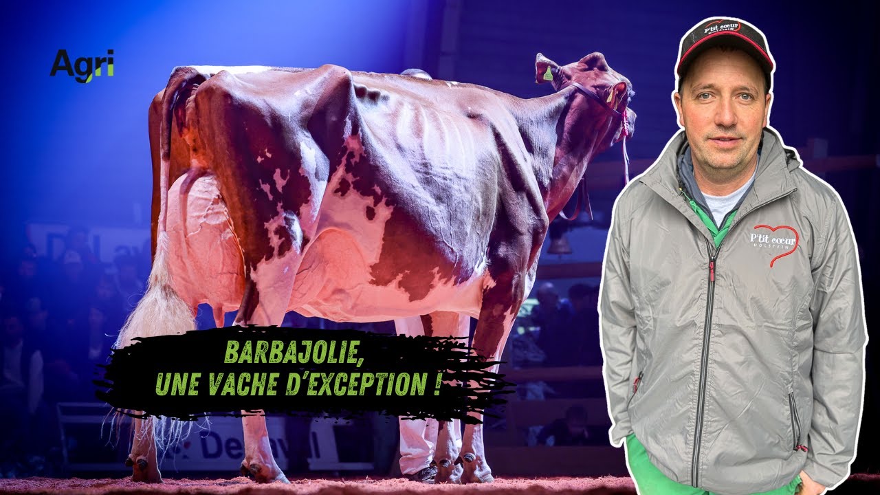 BARBAJOLIE, CHAMPIONNE du pis RED HOLSTEIN en 2023 et productrice DE LAIT chevronnée.