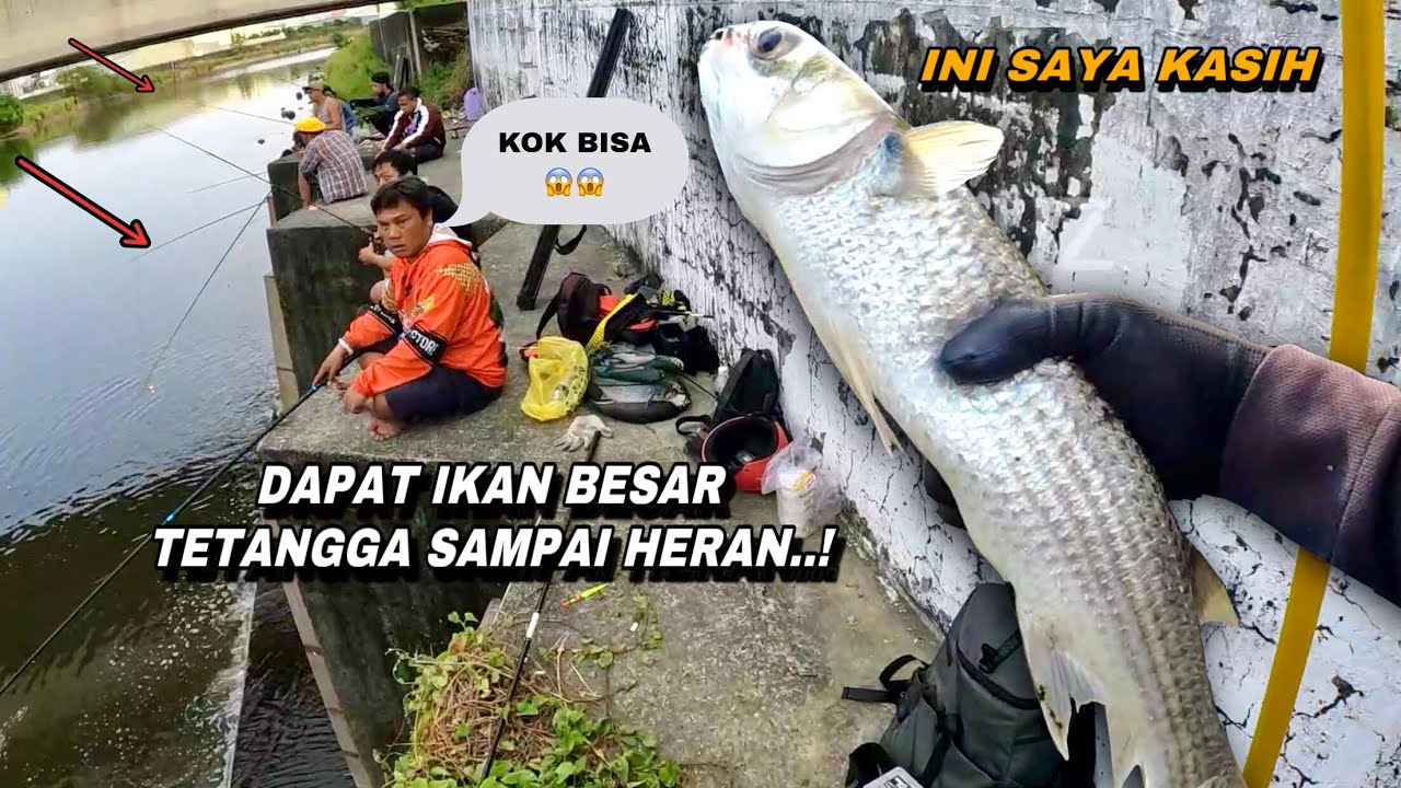 Momen langka..! Mancing di muara dapat ikan sebesar ini pemancing lain sampai heran