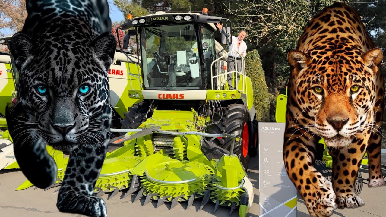 ЯГУАР 🐆 билан Юзма юз 😱