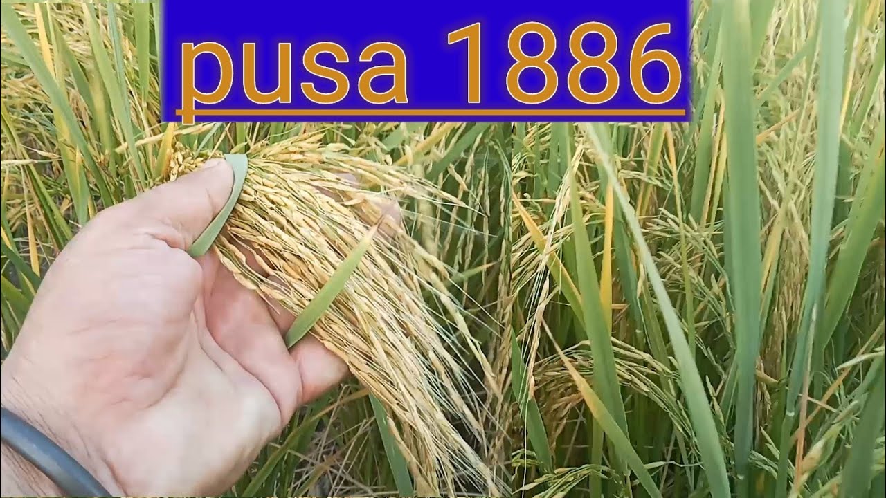 Pusa 1886