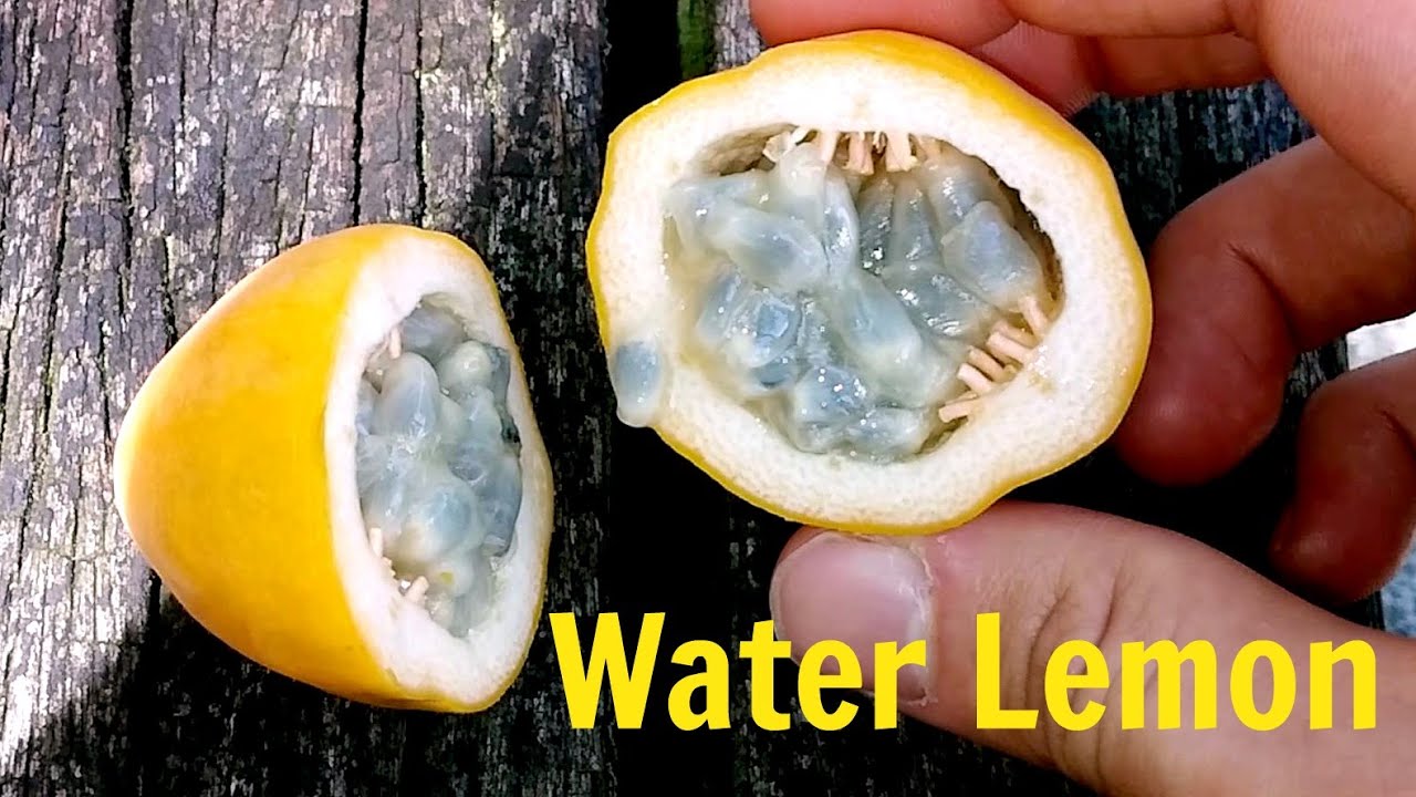 Water Lemon - Weird Fruit Explorer in Singapore - Ep. 82