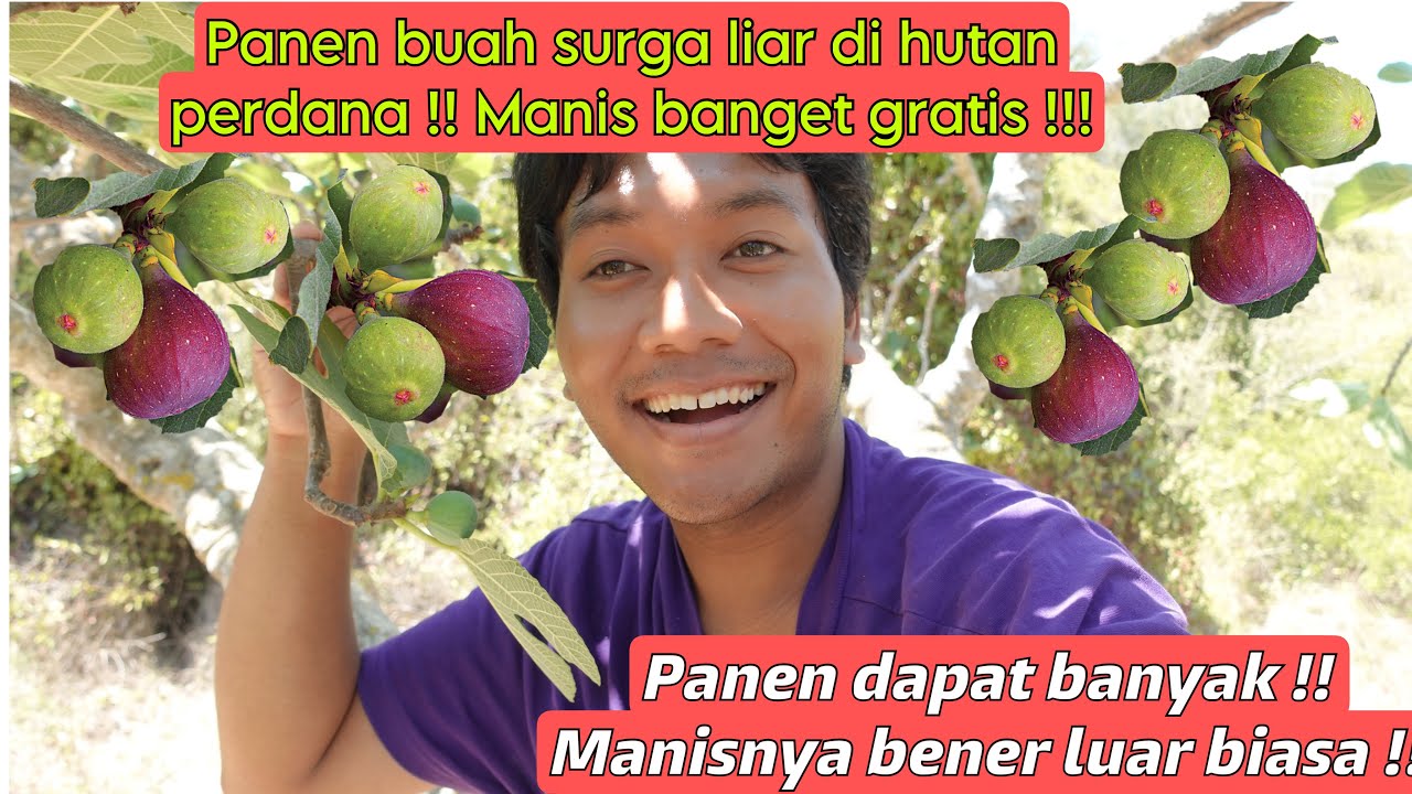 PANEN BUAH SURGA LIAR PERDANA DI HUTAN !! MANIS BANGET DAN DAPAT BANYAK!!