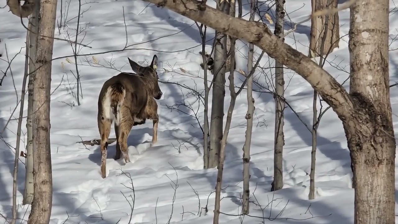 겨울철 Etobicoke Creek &River wood  White-tailed deer  모음