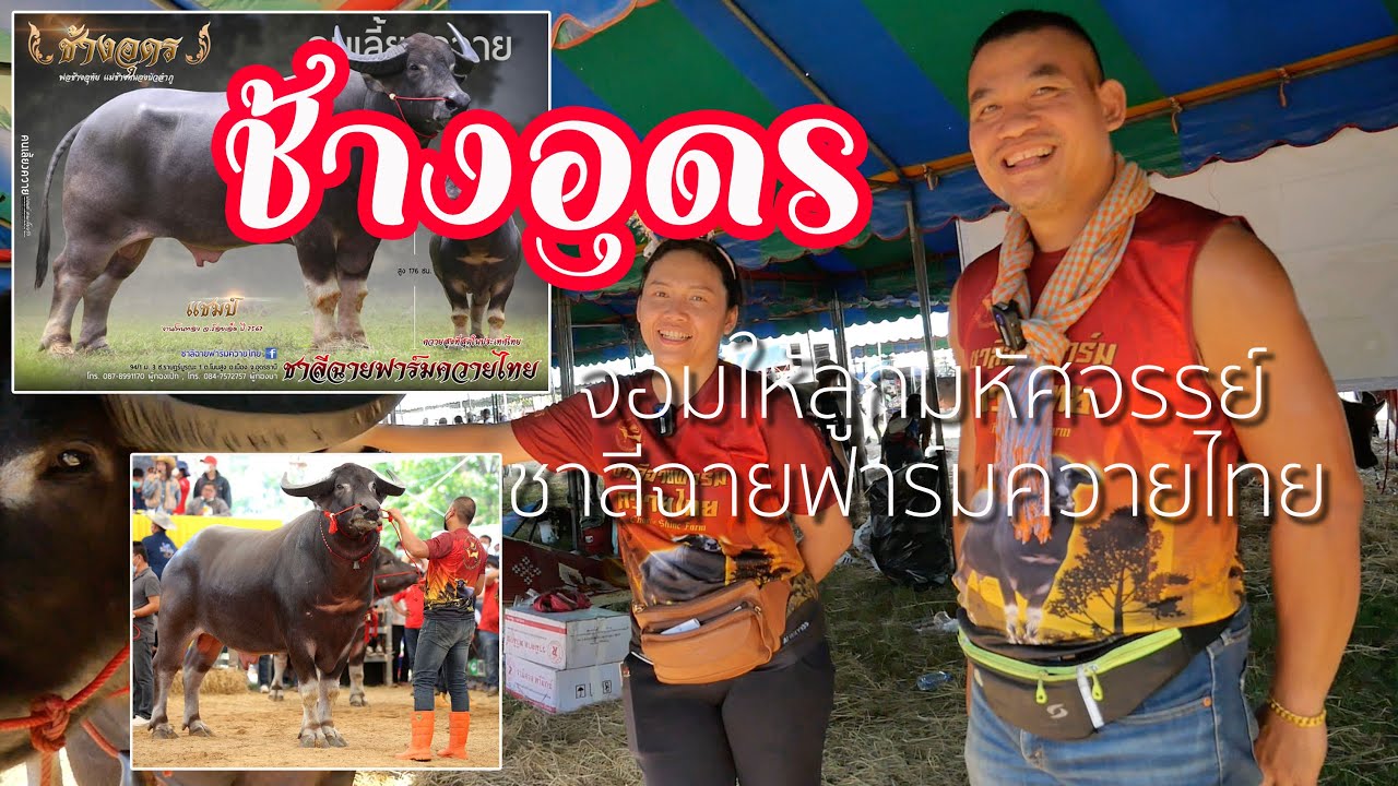 ชม ✅ เจ้าช้างอุดร จอมให้ลูกมหัศจรรย์ [ชาลีฉายฟาร์มควายไทย]