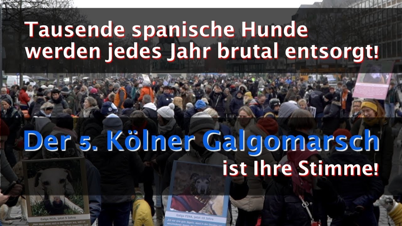 5. Kölner Galgo Marsch 2020, Protestmarsch für tausende brutal entsorgter Hunde in Spanien