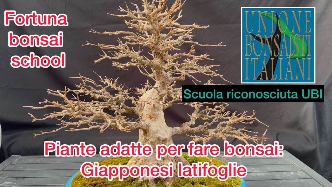 Piante adatte per fare bonsai: Giapponesi latifoglie. Parte prima.