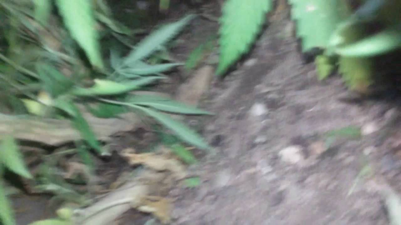 Cannabis Pruning