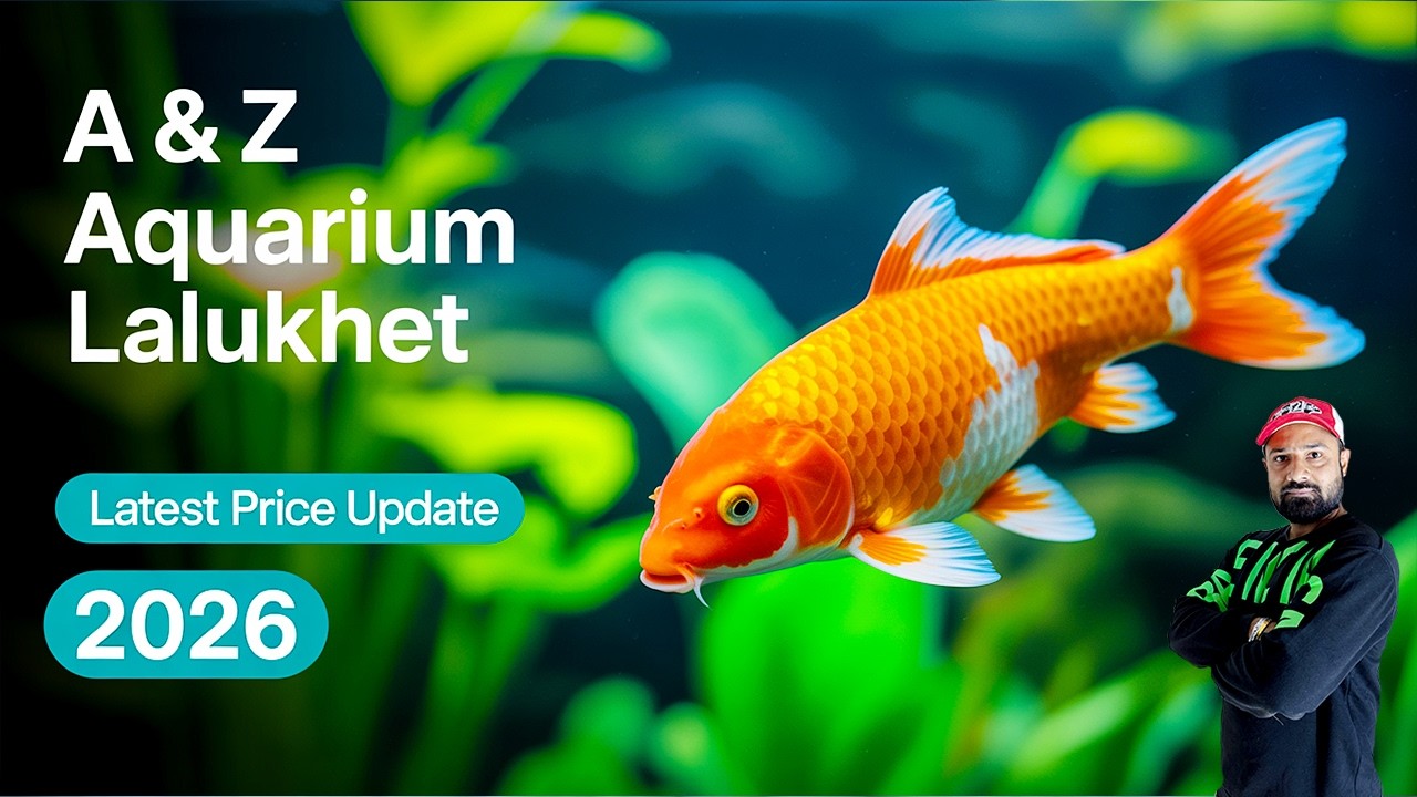 A & Z Aquarium Lalukhet 2026 UPDATE 🔥 | Koi Fish, Cichlids & Luxury Aquarium Accessories
