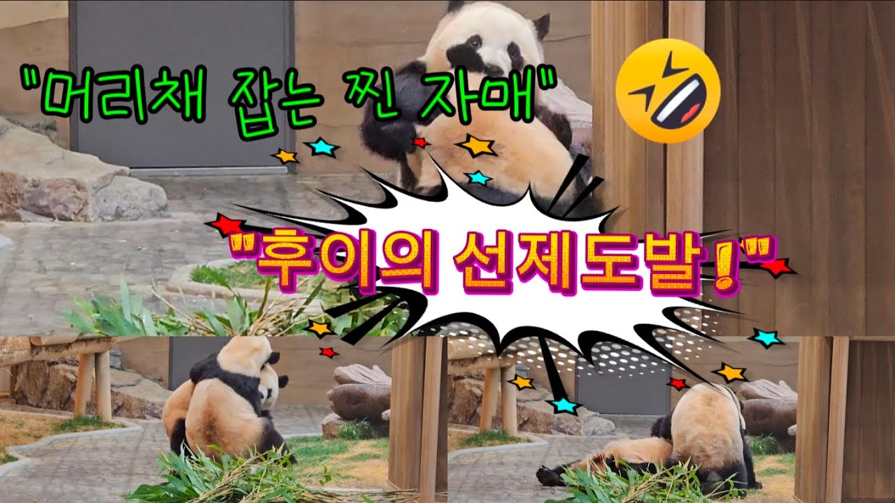 [ep.63] 싸대기 사건 직전?! 루후 자매의 처절한 머리끄덩이(?) 1차전 🐼💢 Pre-slap?! RuHu's fierce tug-of-war Round1#루이바오 #후이바오