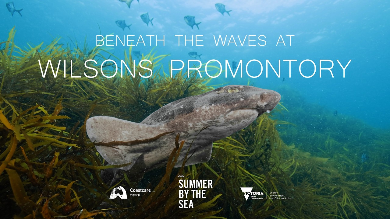 Beneath the Waves at Wilsons Promontory